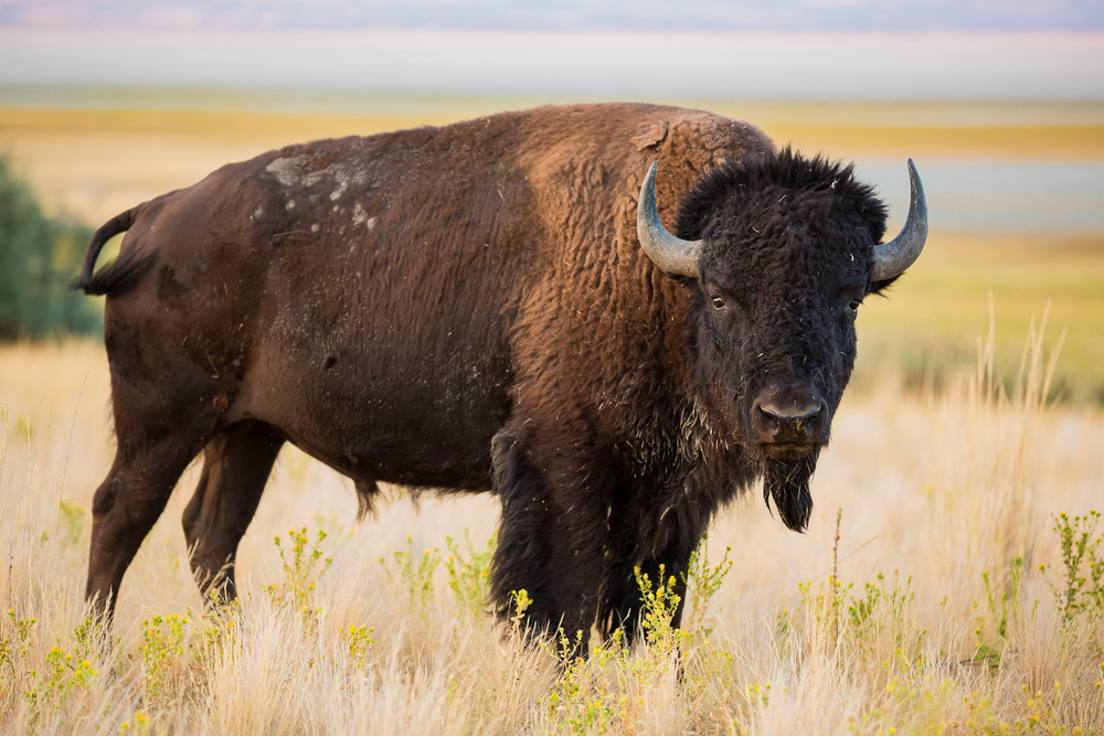 Cape Buffalo