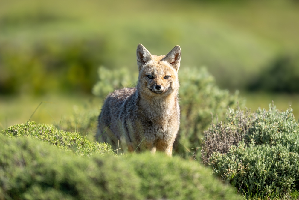 Ethiopian wolf