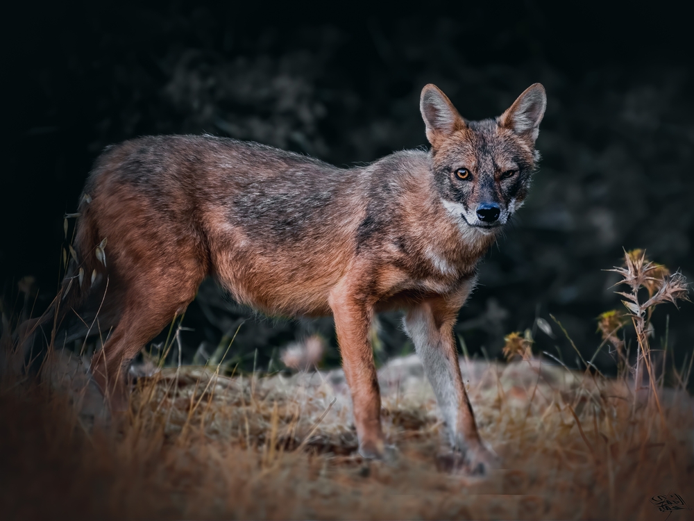 Mexican Grey Wolf