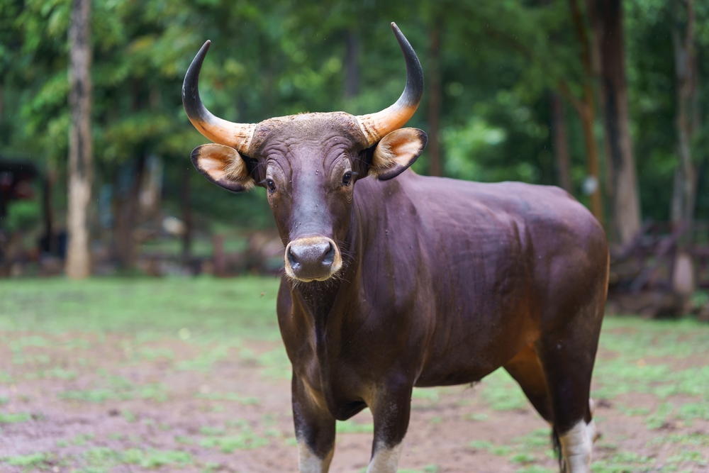 Cape Buffalo