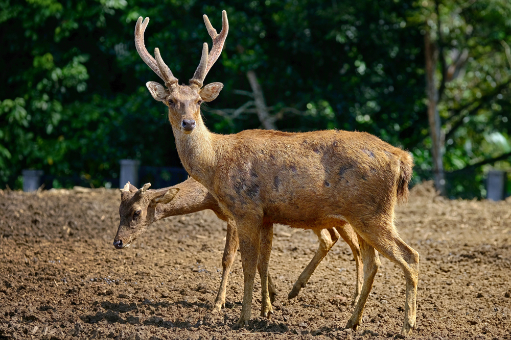 Muntjac
