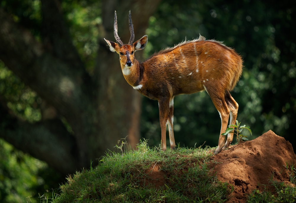Oribi