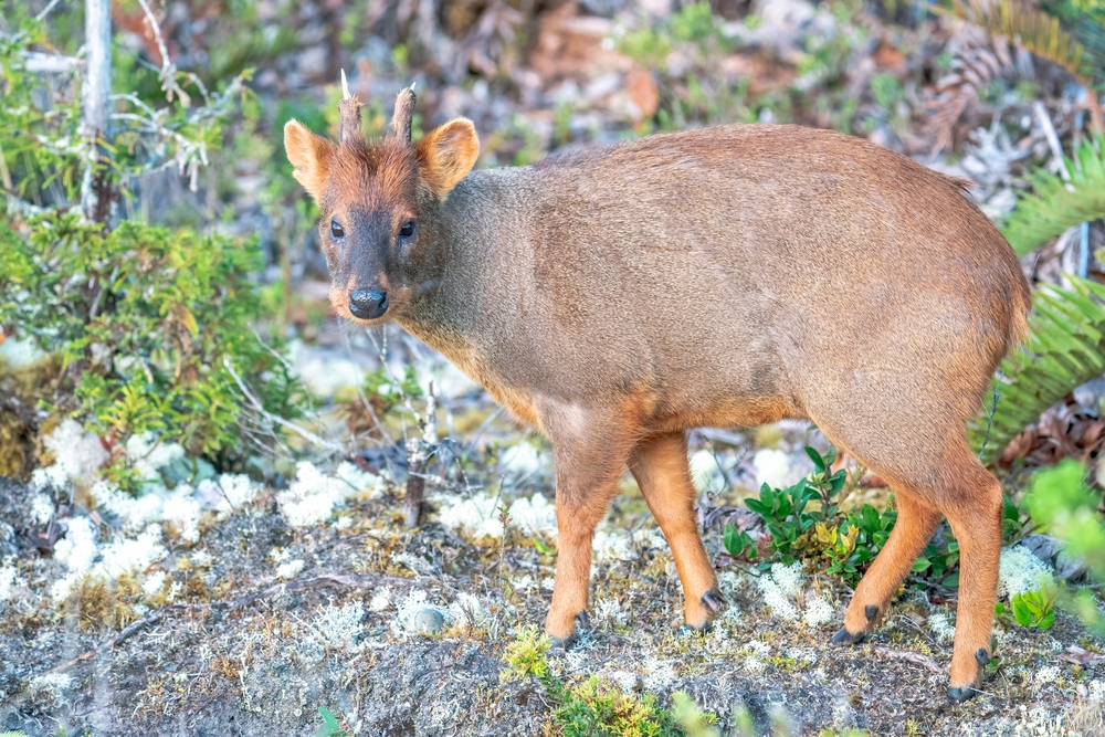 Chinese Water Deer