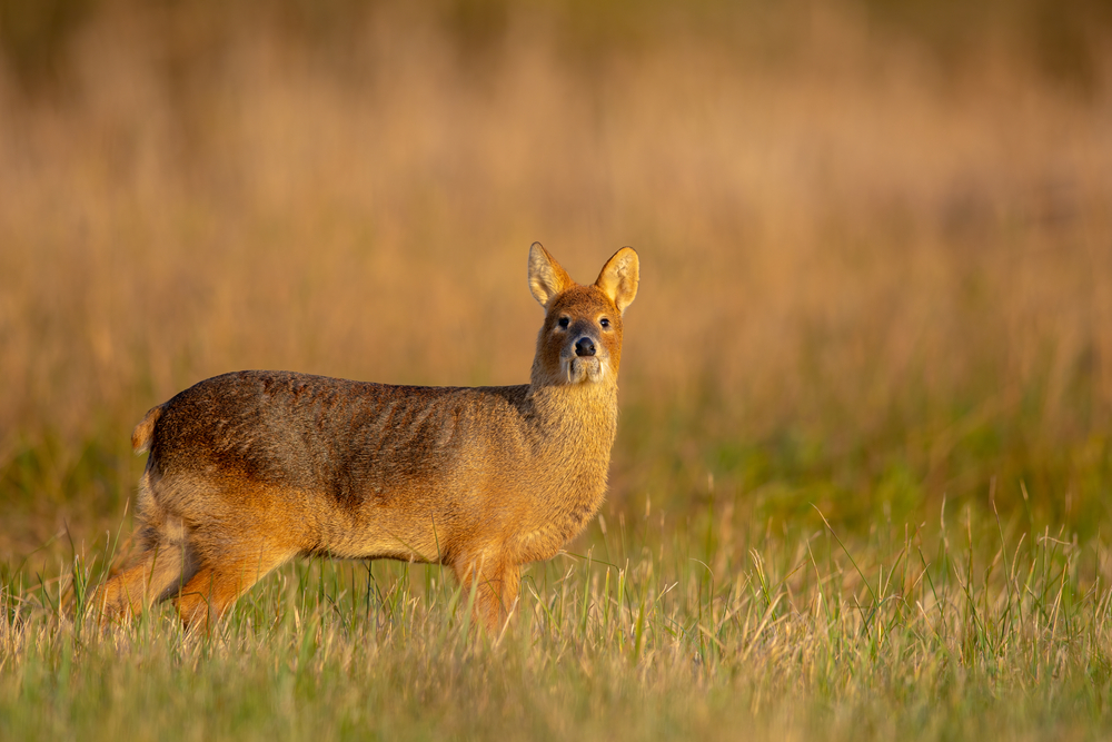Muntjac