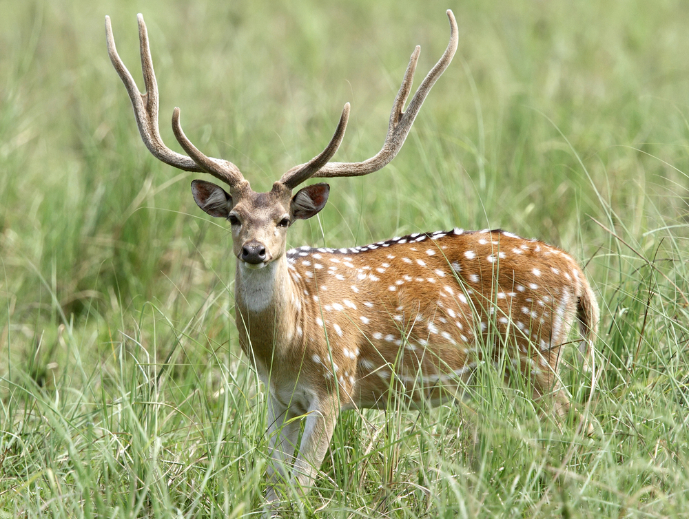 Muntjac