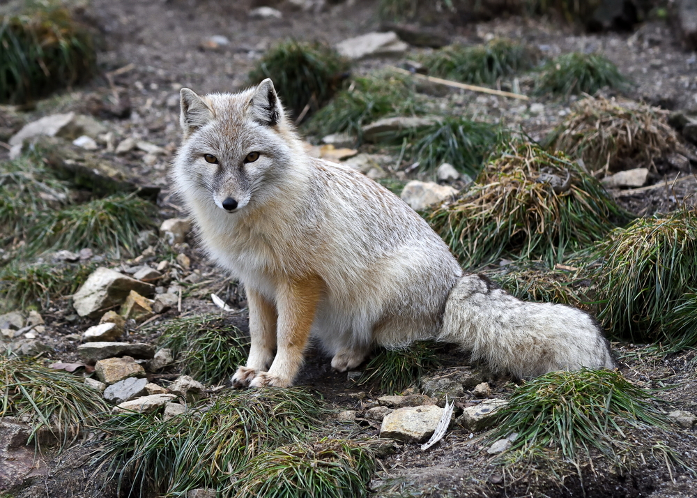 Crab Eating Fox