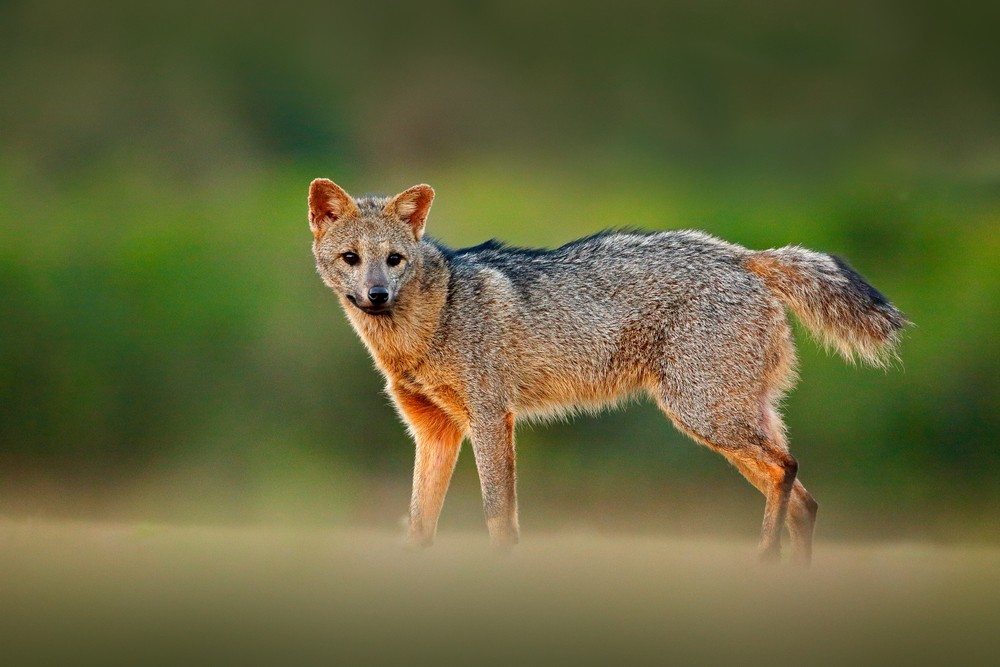 Ethiopian wolf