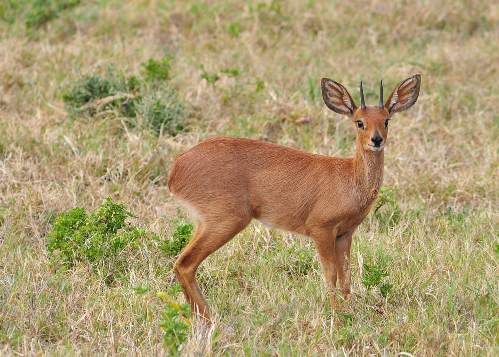 Royal Antelope