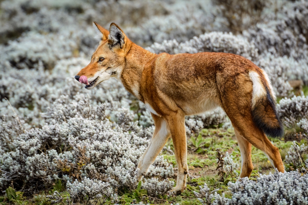Eurasian Wolf