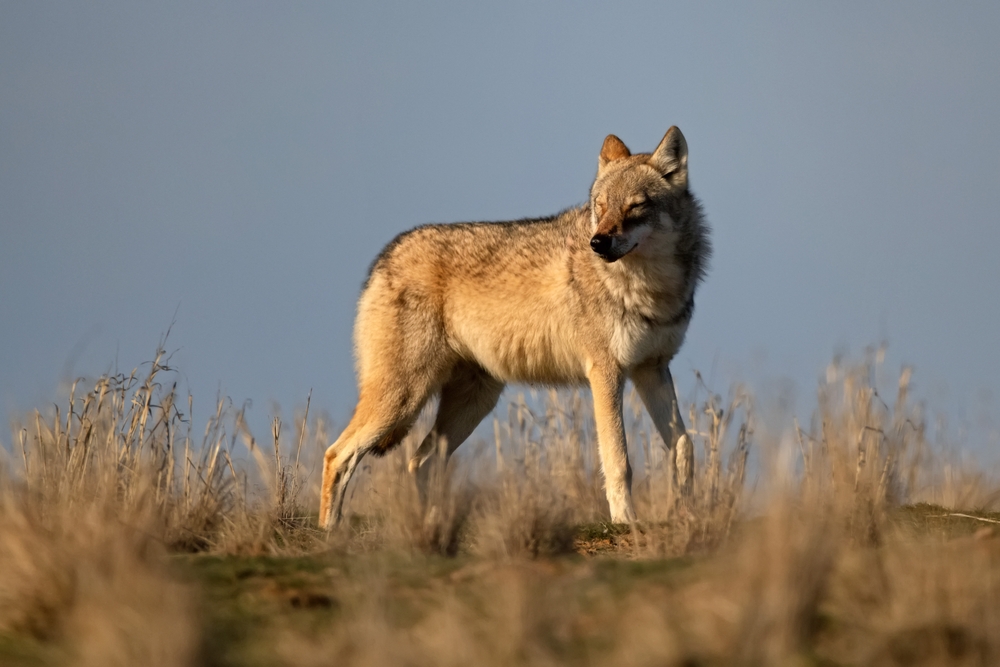 Mexican Grey Wolf