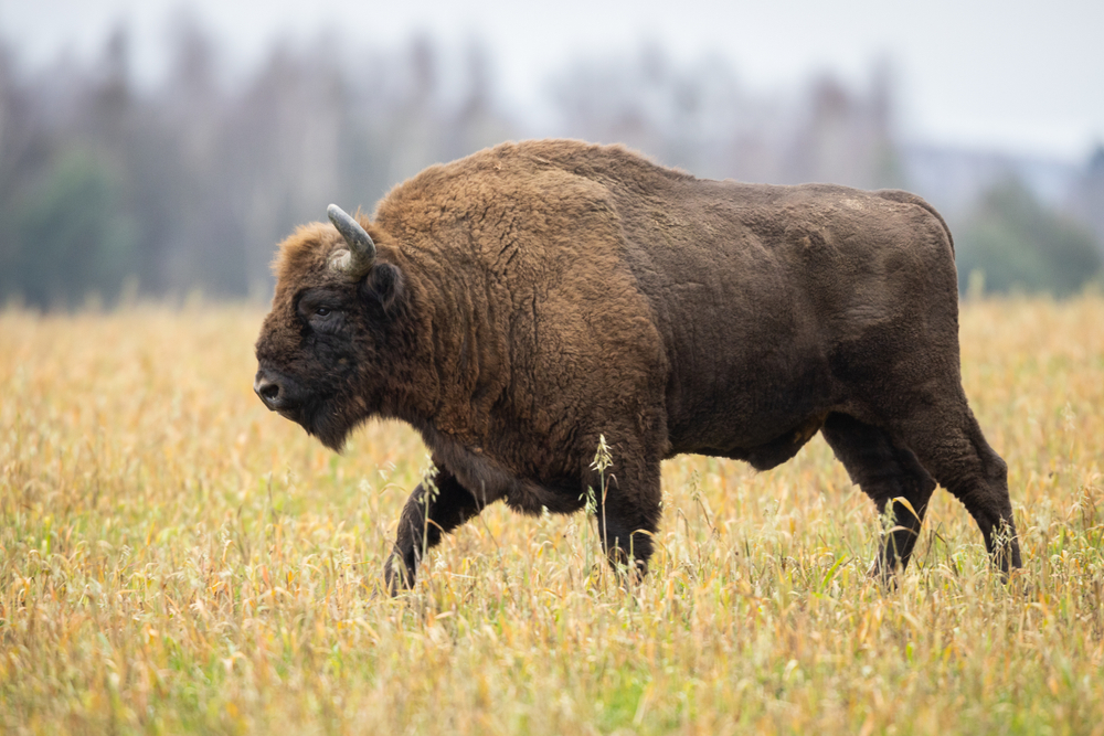 Cape Buffalo