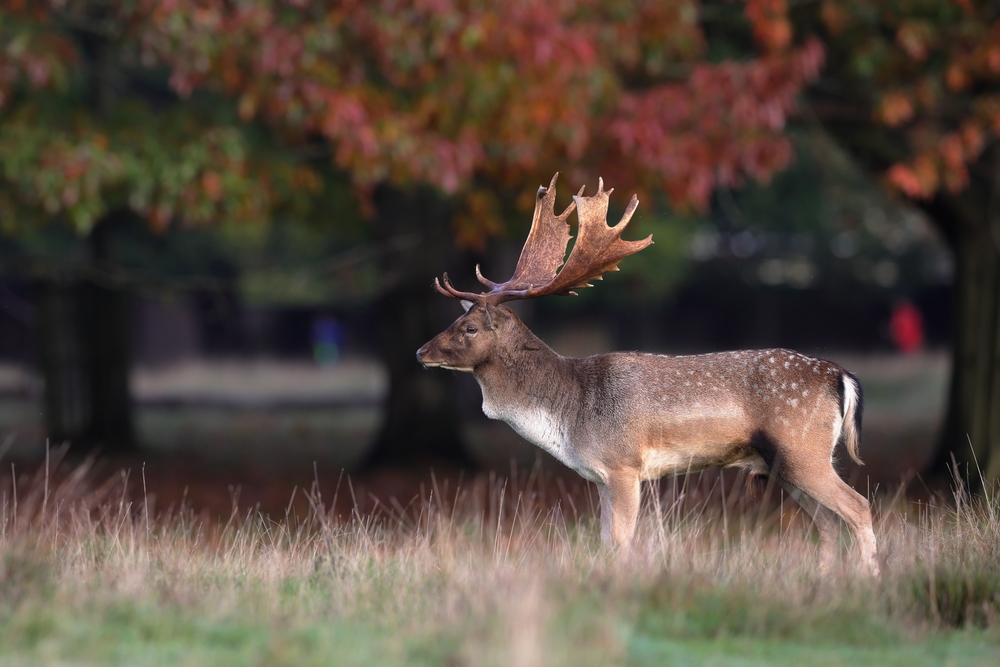 Muntjac