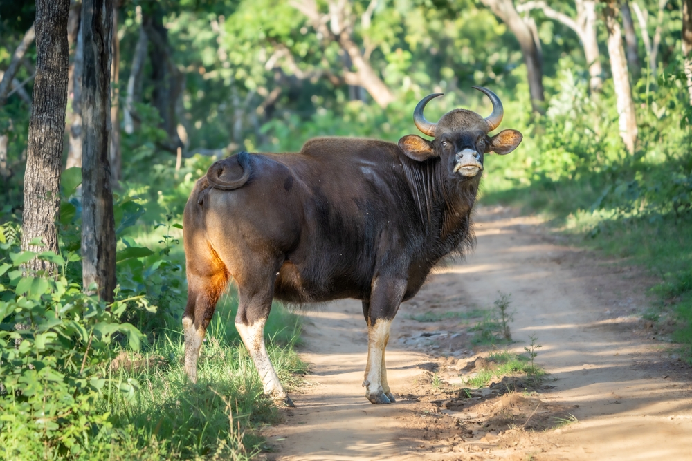 Water Buffalo
