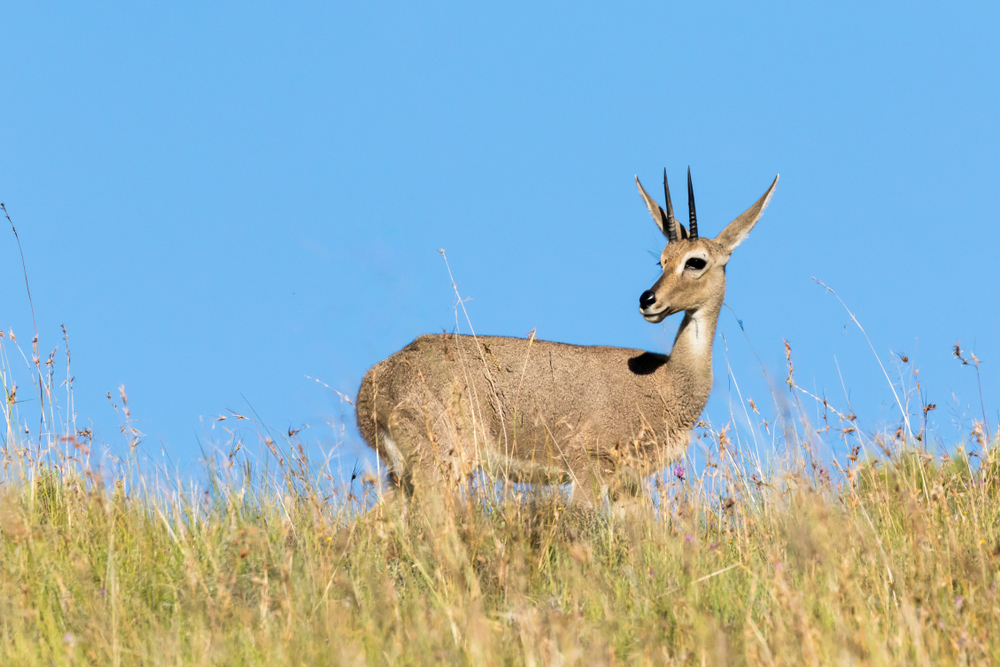 Oribi