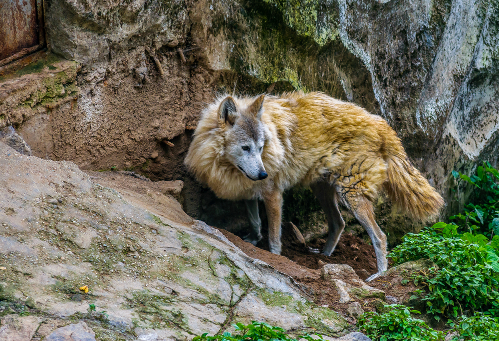 Mongolian Wolf