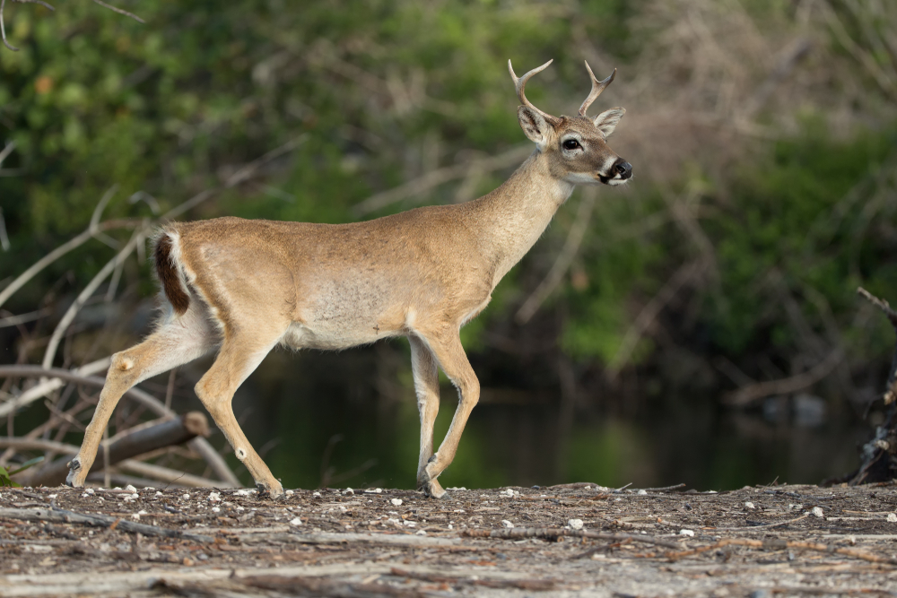 Muntjac