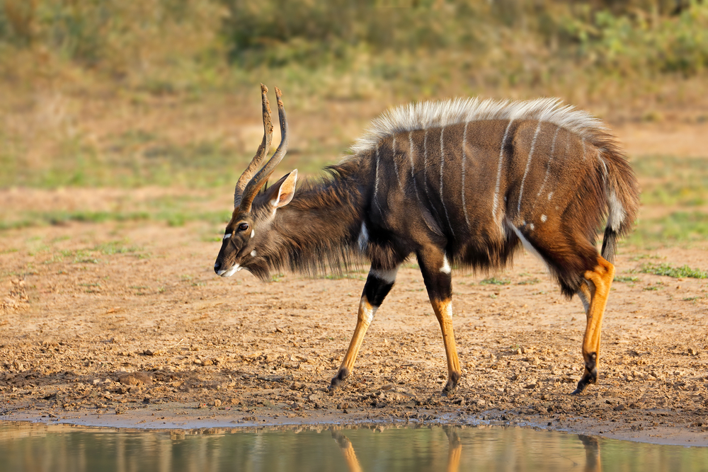 Oribi