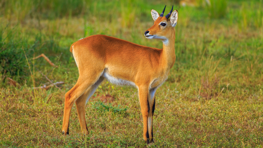 Royal Antelope