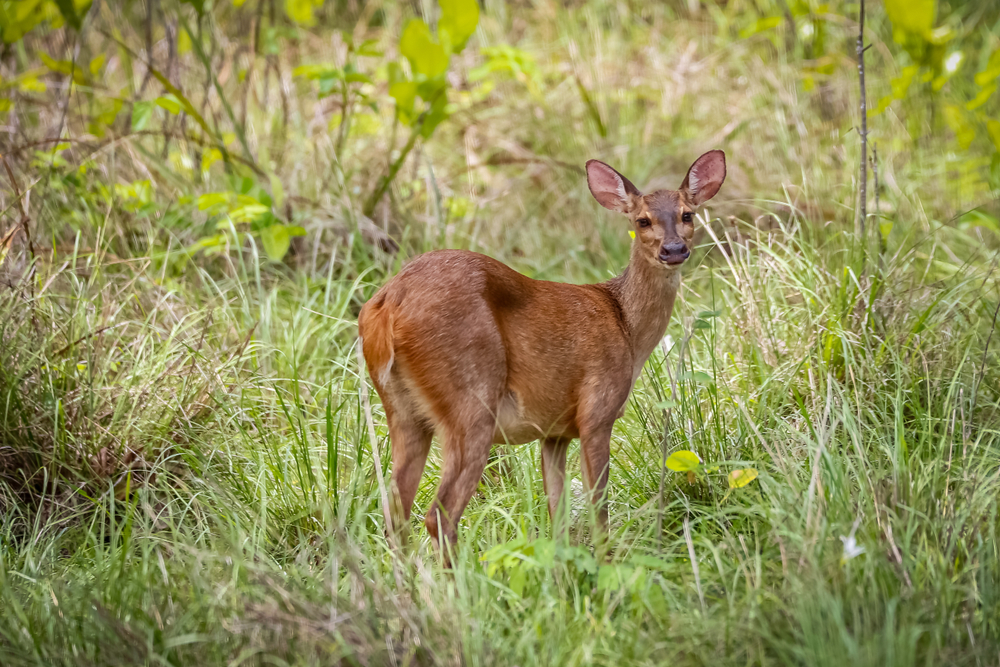 Roe Deer