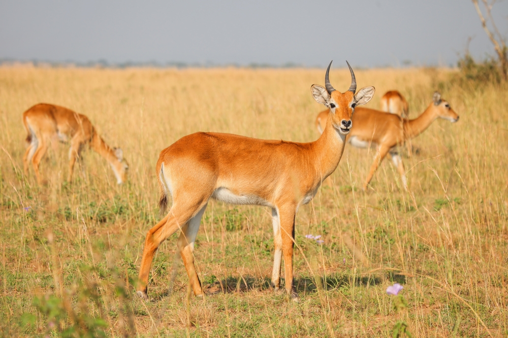 Royal Antelope