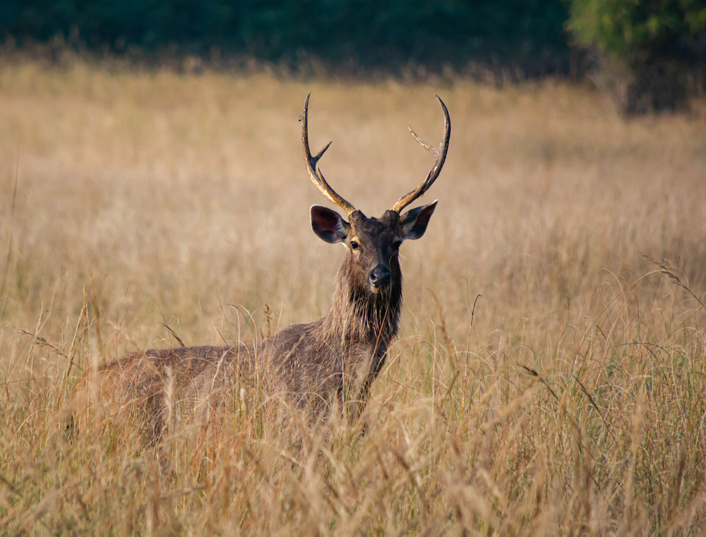 Sika Deer