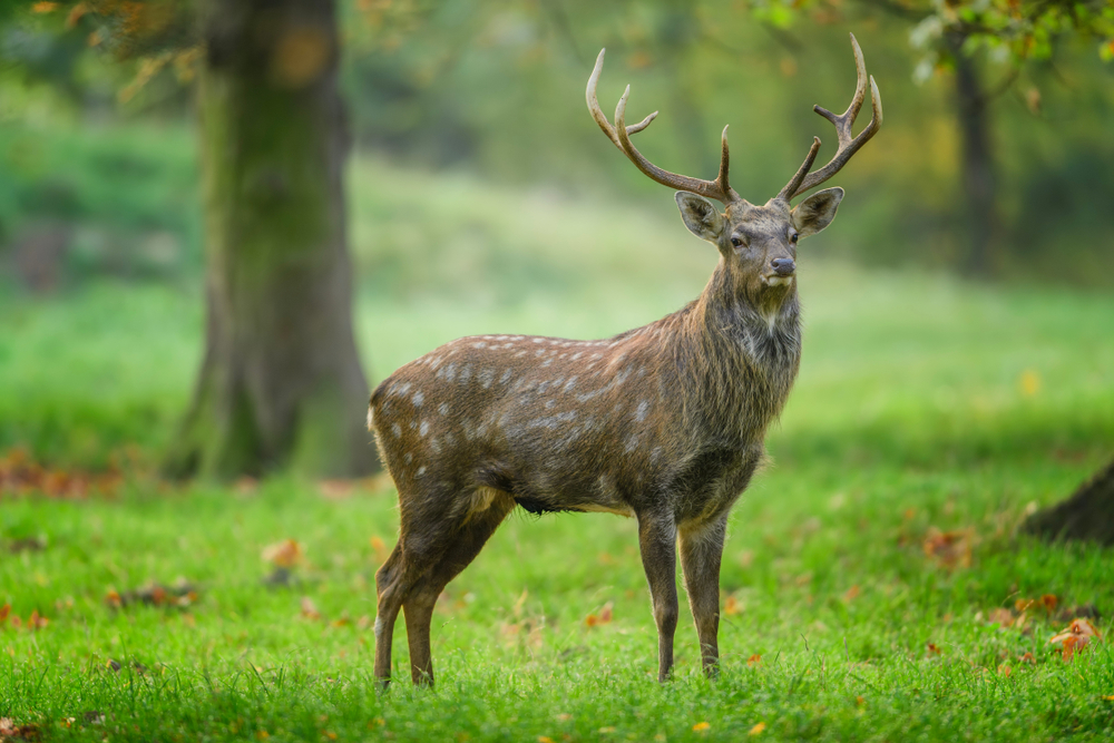 Swamp Deer or Barasingha