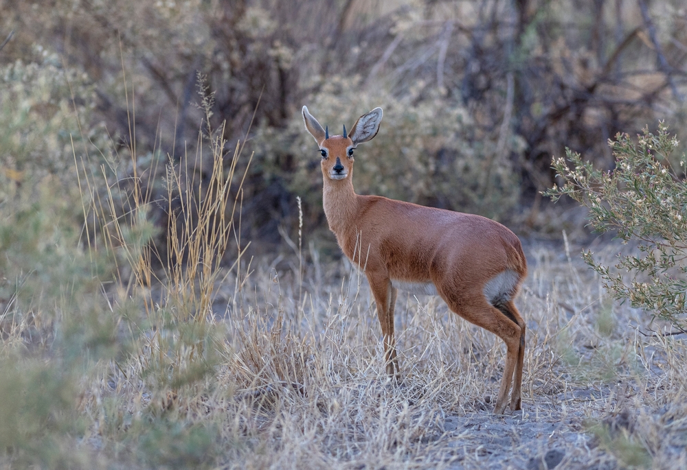 Oribi