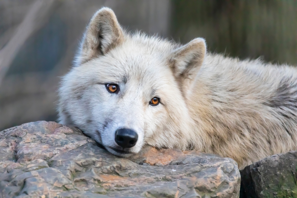 Mexican Grey Wolf