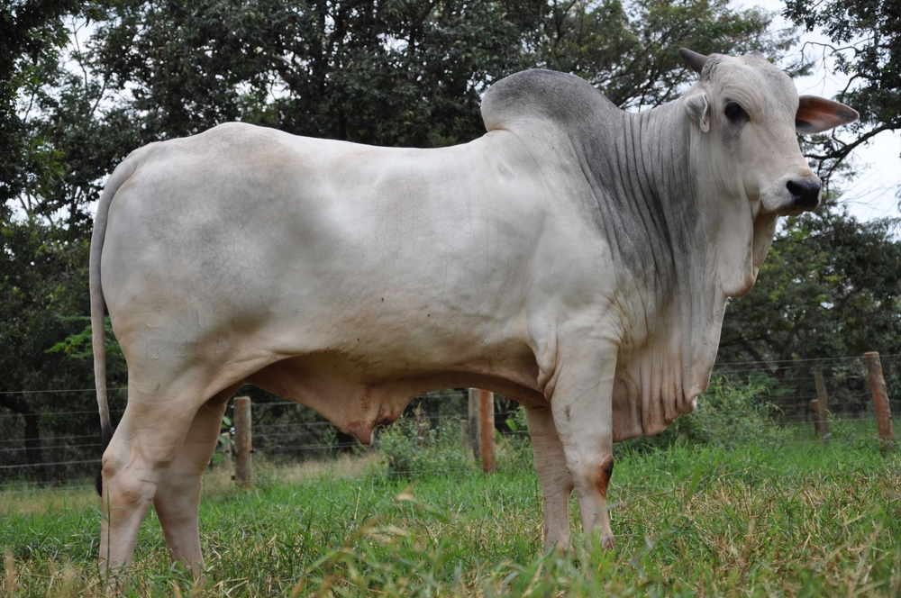 Jersey Cow