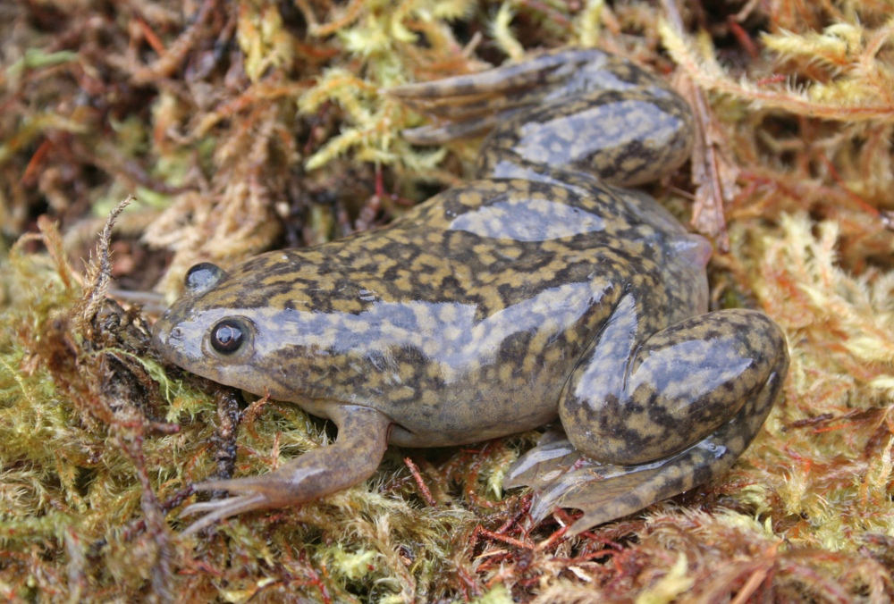 Mantella