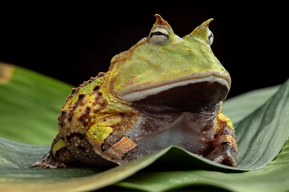 Mantella