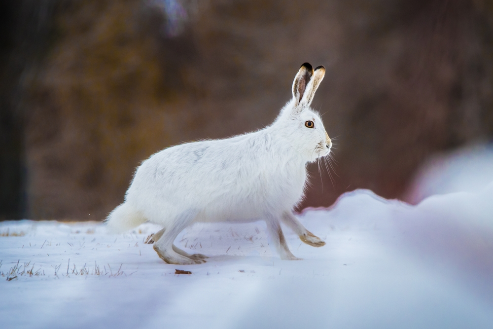 Giant Checkered Rabbit