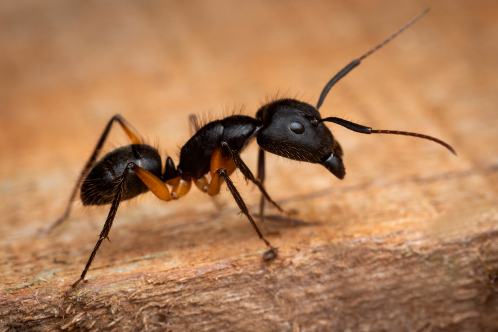 Weaver Ant