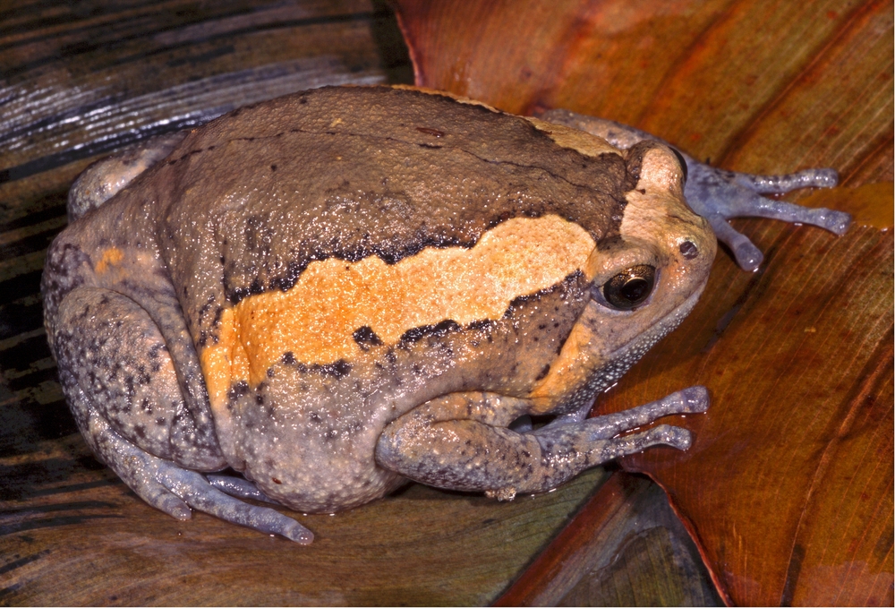 Mantella