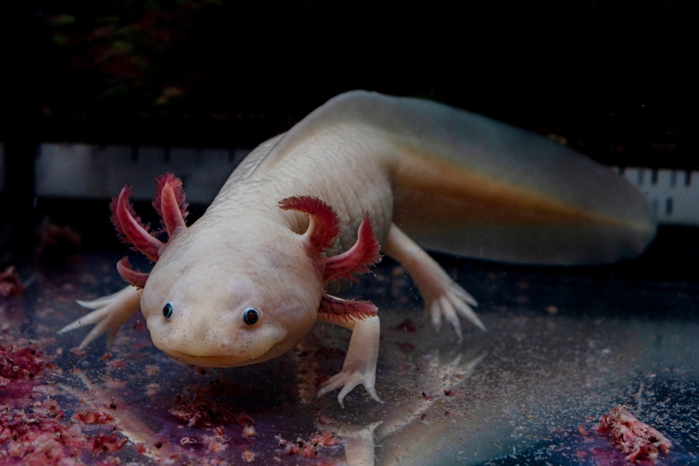 Mole Salamander