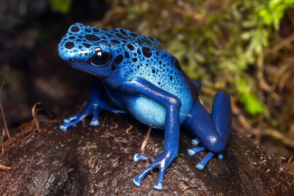 Mantella