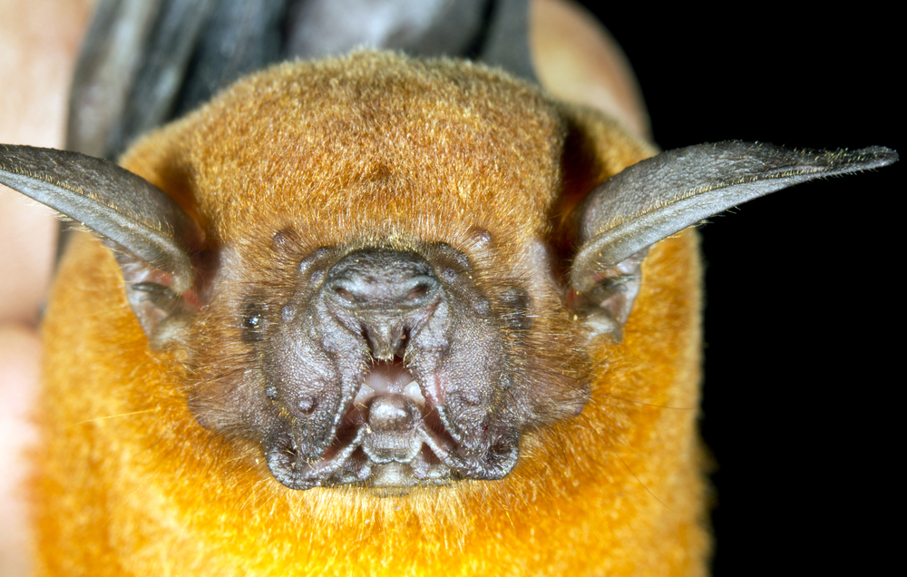 Fruit bat