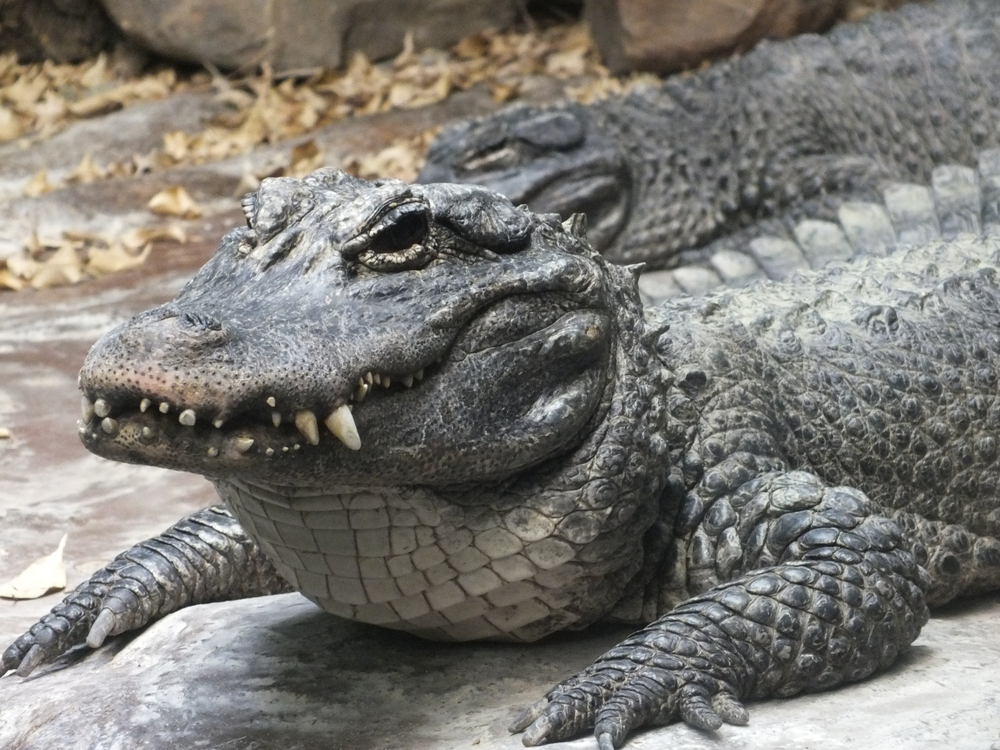 Mugger Crocodile