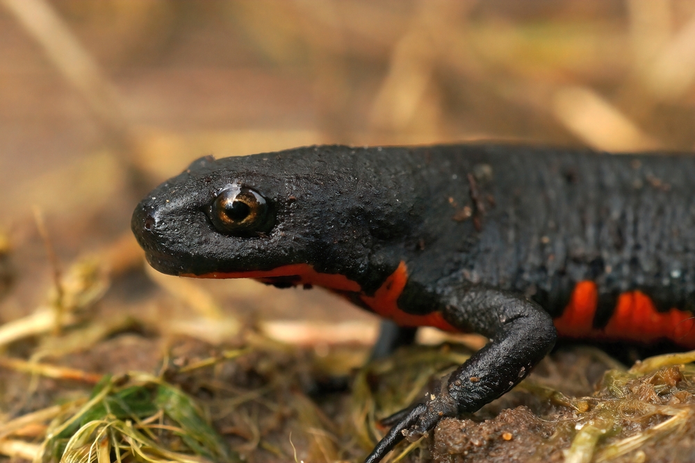 Red-tailed Knobby Newt