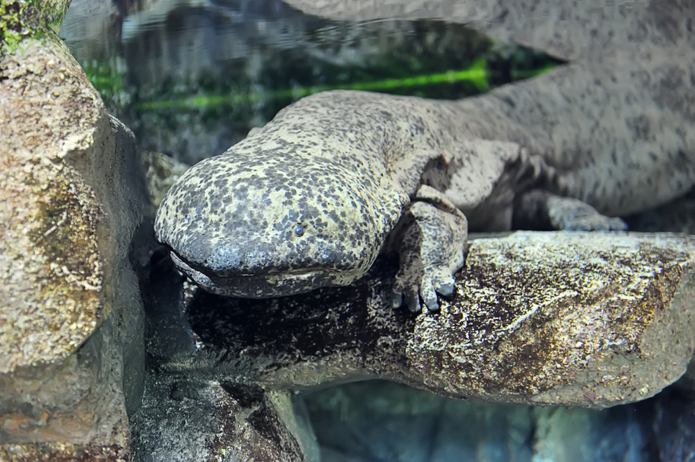 Mole Salamander