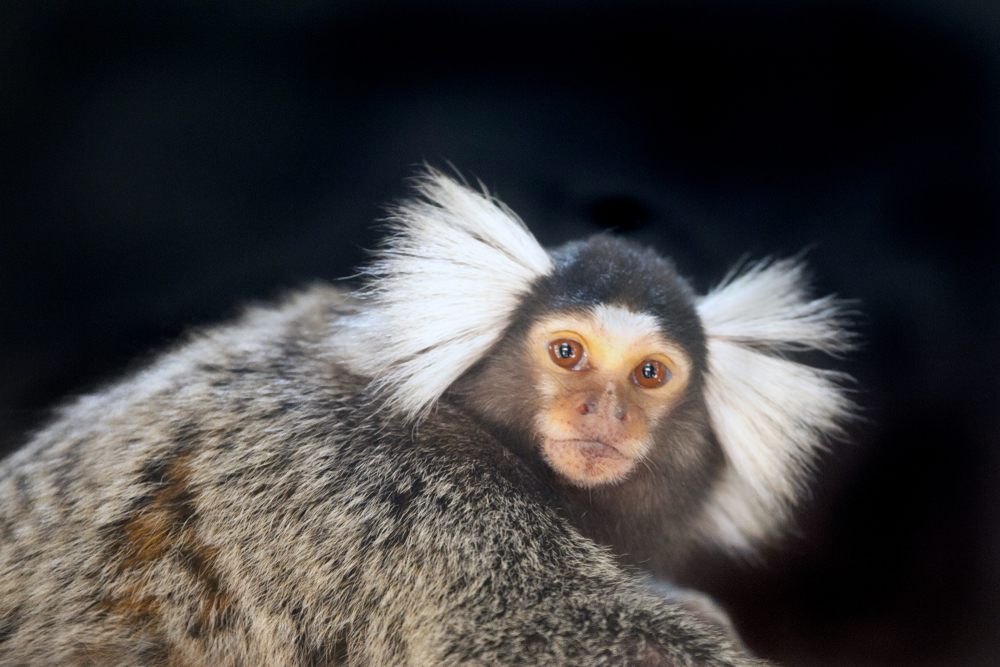 Pygmy Marmoset