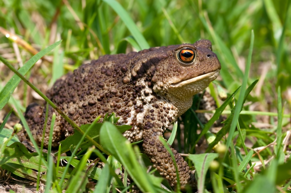 Fire-bellied Toad