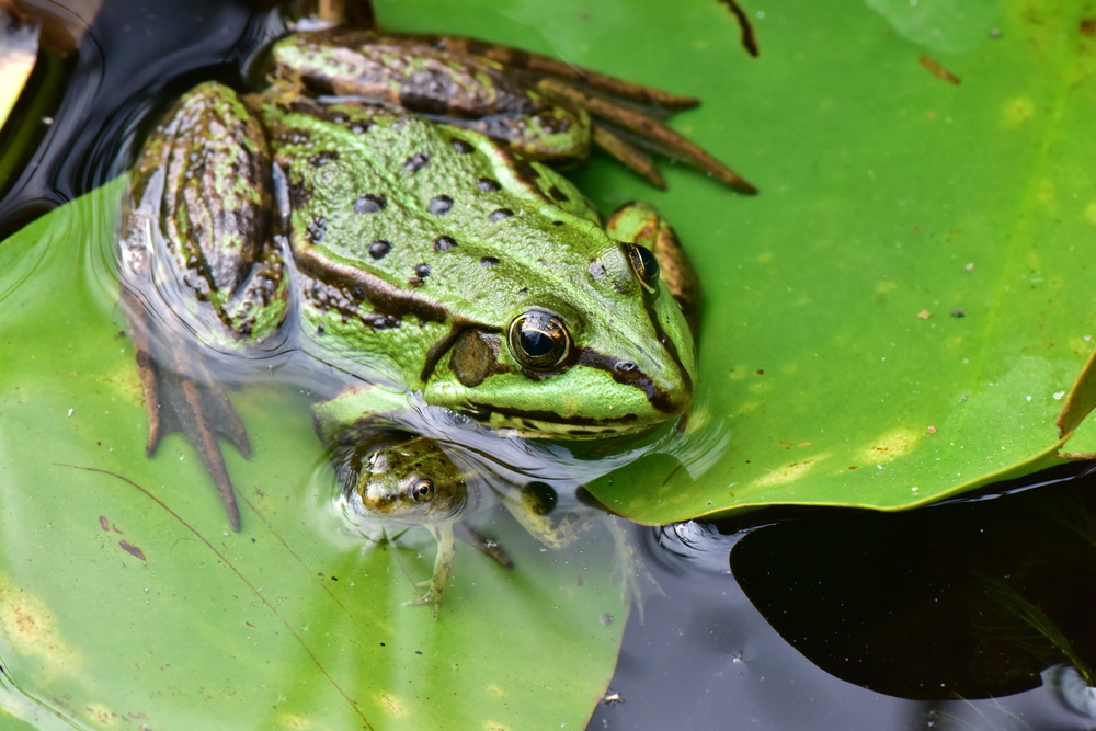 Poison Dart Frog