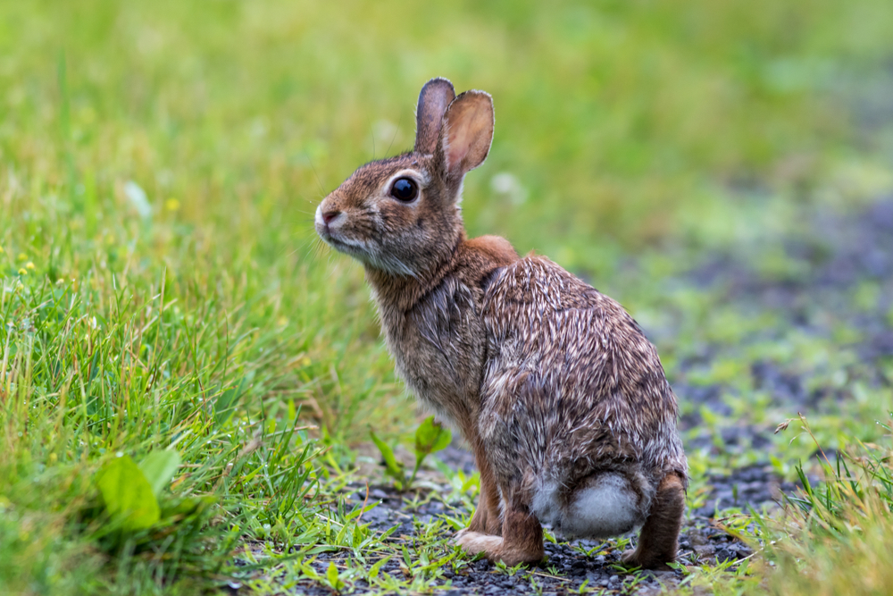 Giant Checkered Rabbit