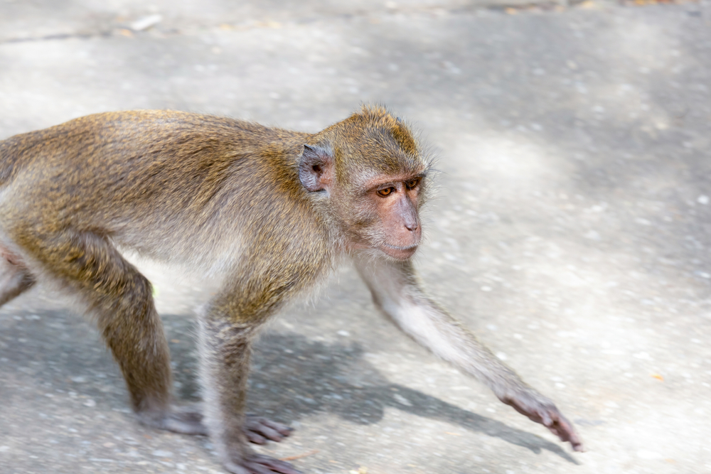 Pygmy Marmoset