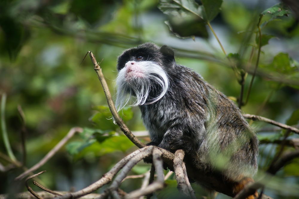 Pygmy Marmoset