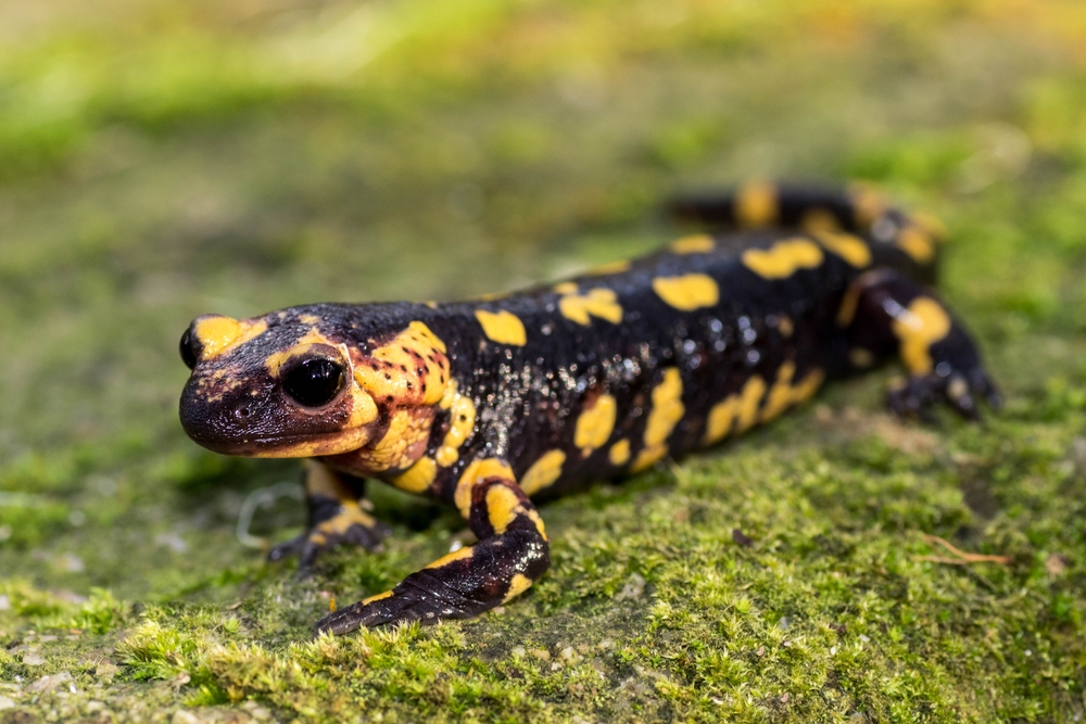 Mole Salamander