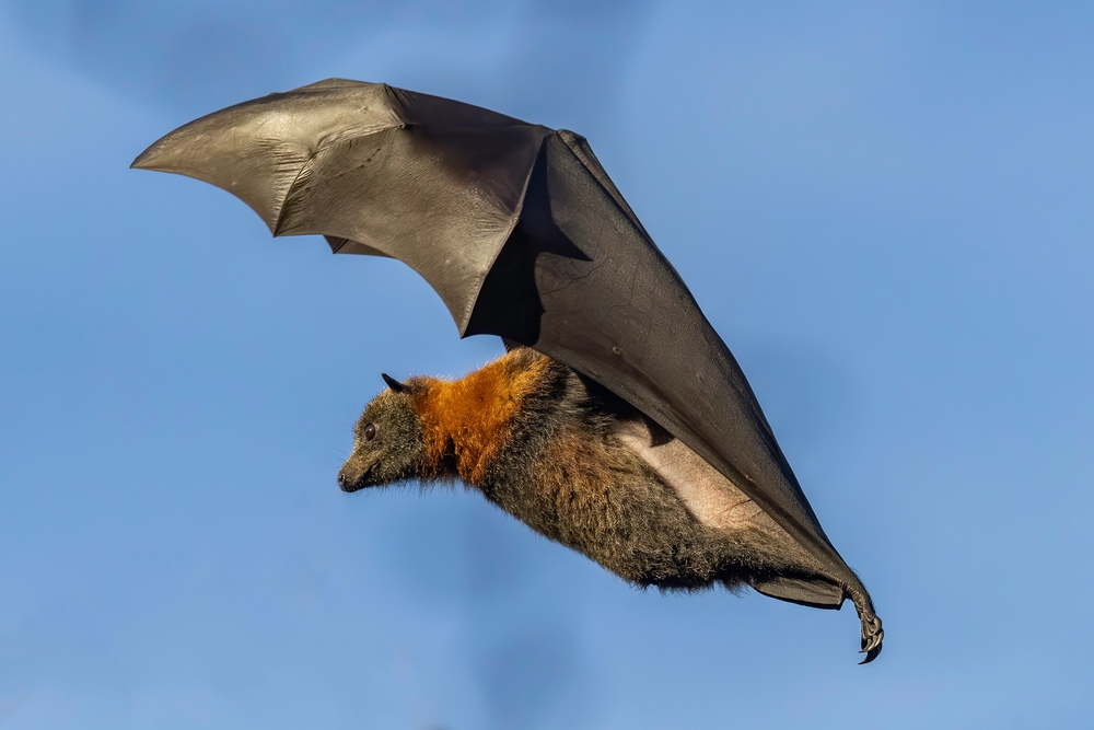 Fruit bat