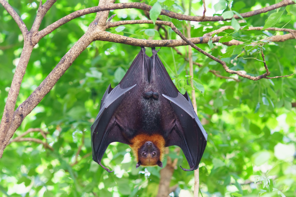 Vampire Bat