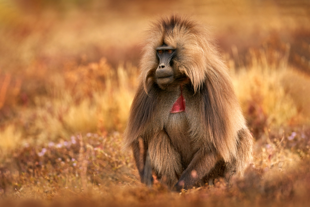 Japanese Macaque